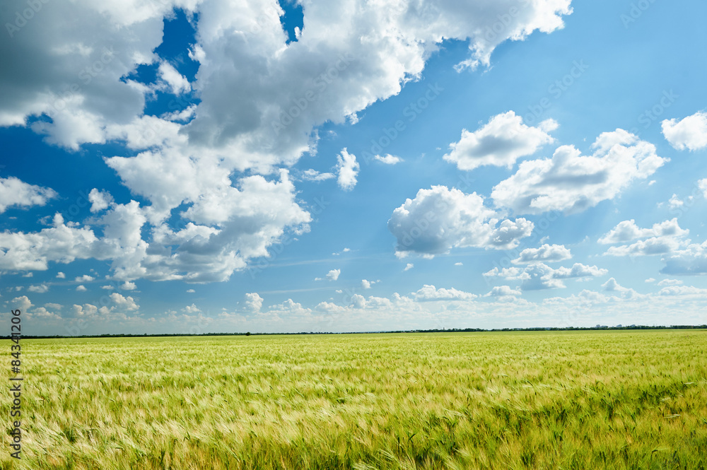 wheat field and sky summer landscape wheat field and sky summer landscape