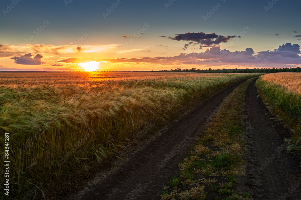 dirty road on wheat field at sunset
