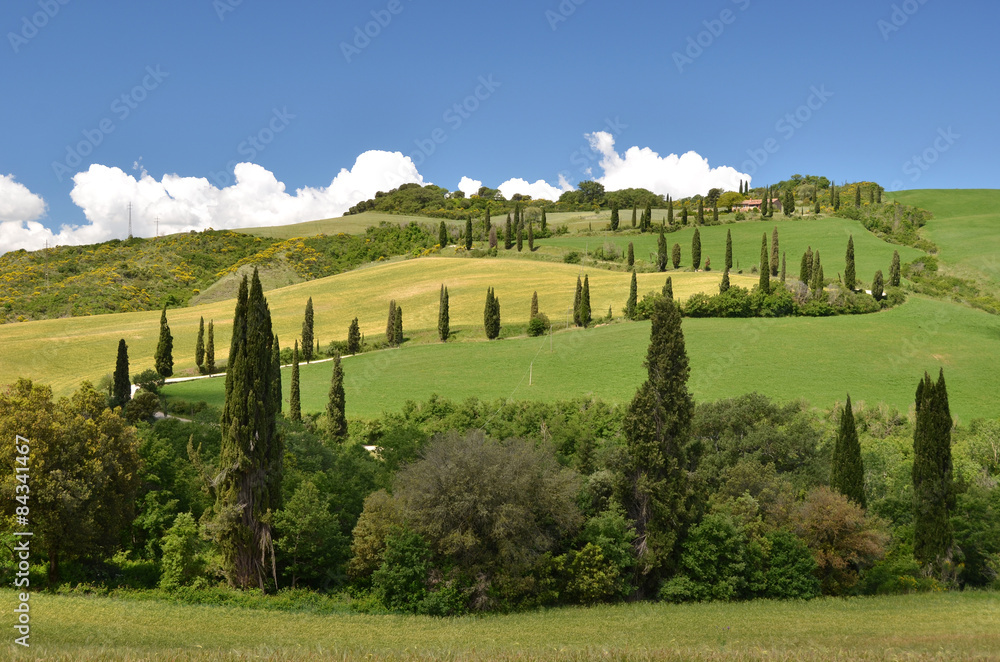 Naklejka premium Cypress trees along winding rural road. Tuscany, Italy