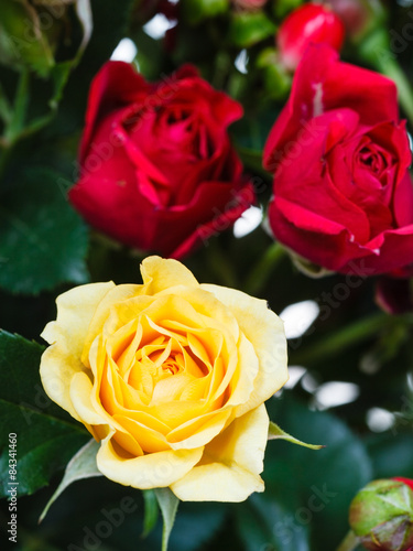 yellow and red roses in bouquet of flowers