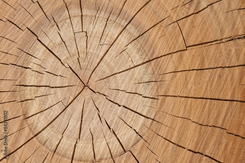wooden texture from the tree, plum-tree, growth rings 
