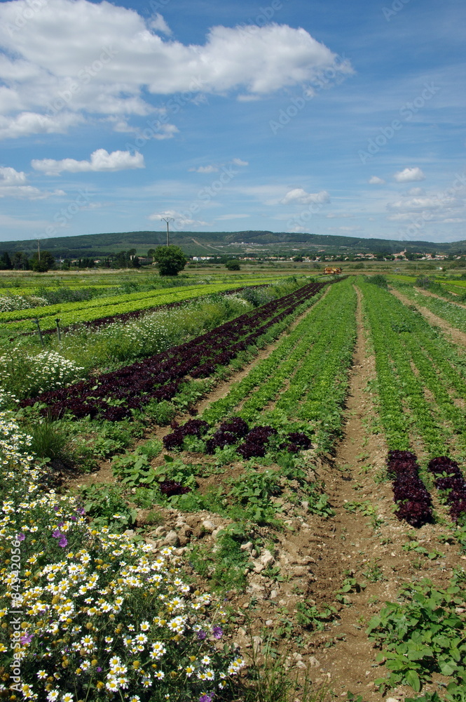 champ de plantations  de salades