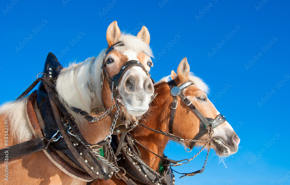 Naklejka premium Pferdegespann
