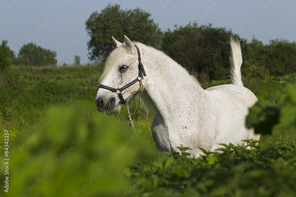 Fototapeta premium White horse.