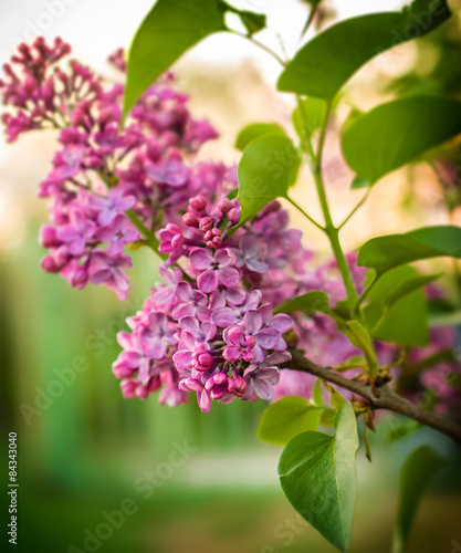 Beautiful purple lilac flowers outdoors