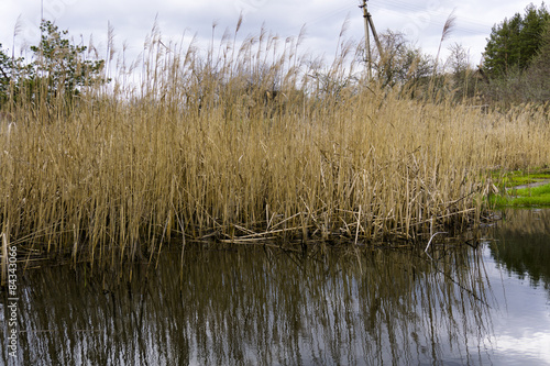 Yellow reeds by the river in the countryside