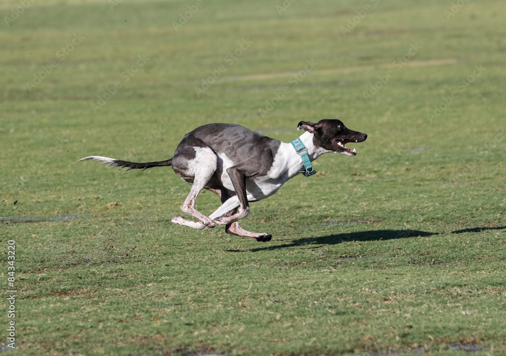 Whippet racing across the field Whippet racing across the field