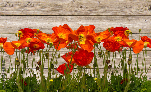 Line of red poppies on the wooden background