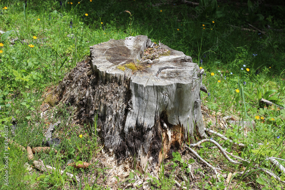 Obraz premium Old tree stump in spring forest