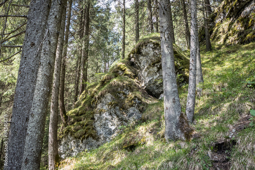 Forest © Jaroslav Moravcik