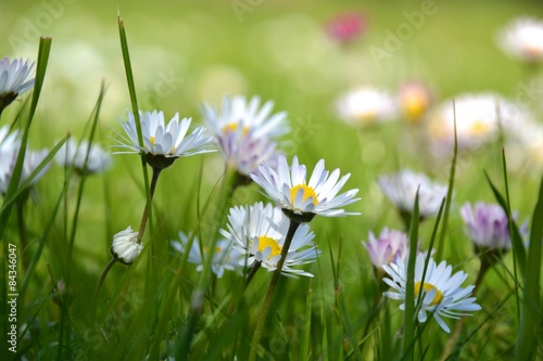 Fototapeta Naklejka Na Ścianę i Meble -  Sommer Grußkarte - Glückwunschkarte Blumenwiese - Gänseblümchen 