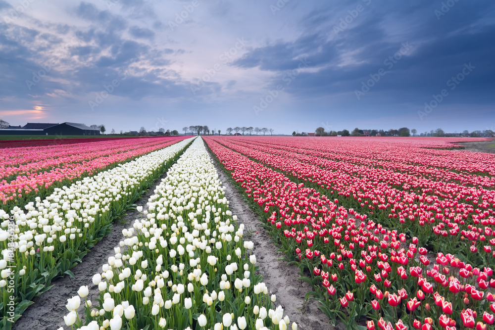 red and white tulip field in spring