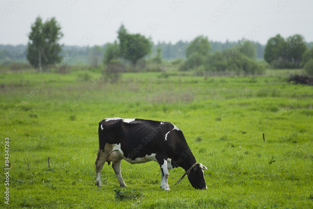 Cows grazing in the field.