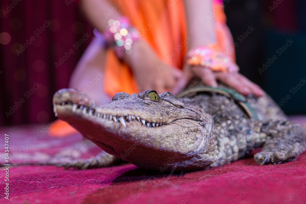 Naklejka premium Close Up of Small Alligator on Stage