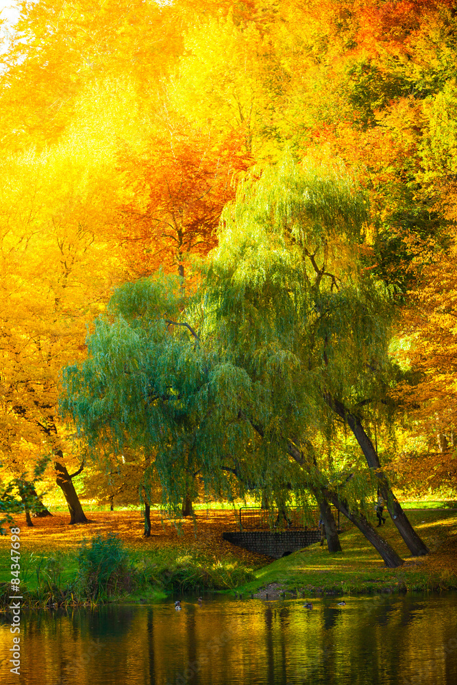Obraz Woda z jesieni drzewami w parku