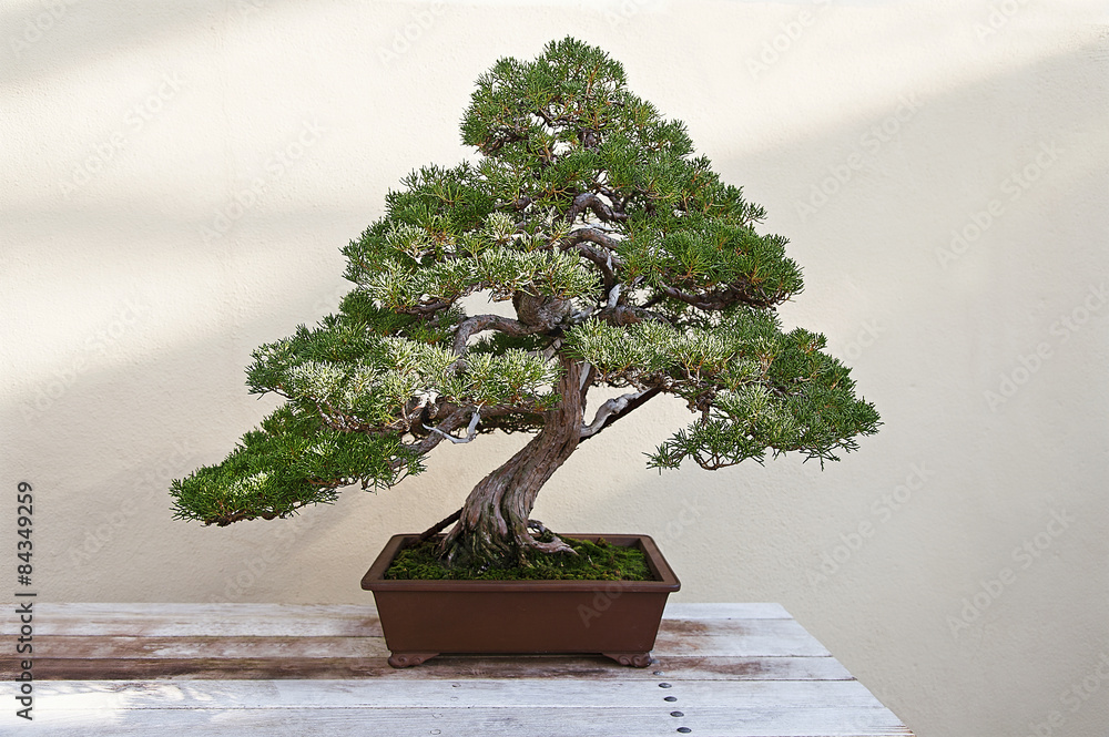Fototapeta premium Beautiful pine tree bonsai
