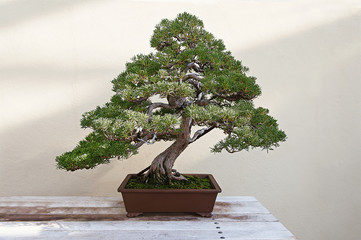 Acrylglasbilder Bonsai Kunstvoller Kiefern-Bonsai im Tonkübel  © issalina