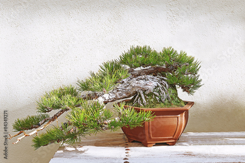 Beautiful pine tree bonsai