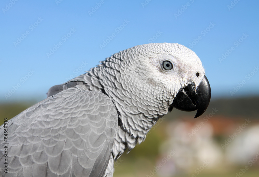 Fototapeta premium African grey parrot