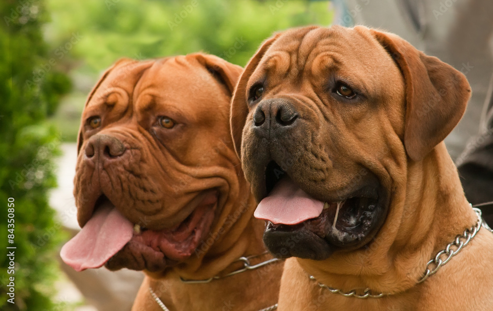 bullmastiff and dogue de bordeaux bullmastiff and dogue de bordeaux