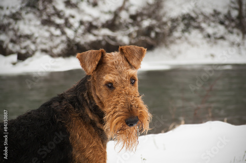 cute airedale terrier winter dog