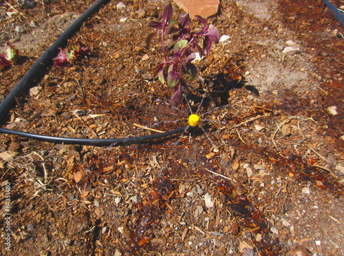 Εκτύπωση καμβά micro drip irrigation in action