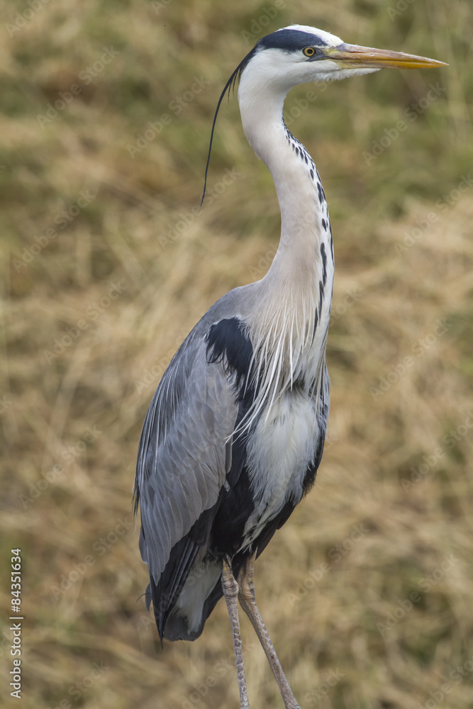 Obraz premium Graureiher (Ardea cinerea)