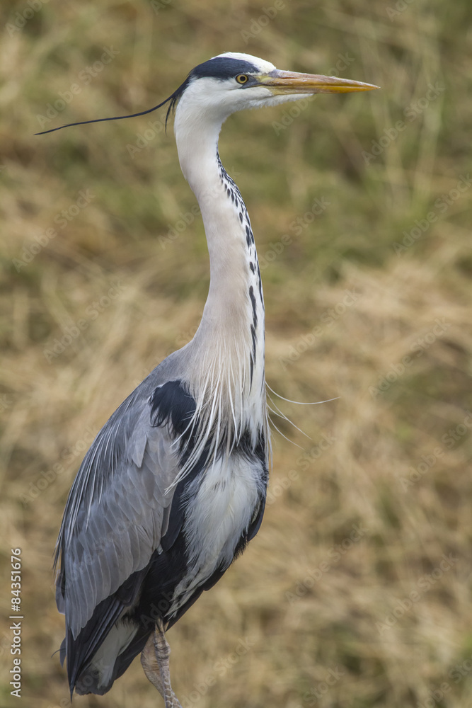 Obraz premium Graureiher (Ardea cinerea)