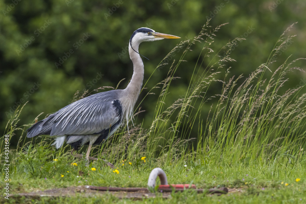 Fototapeta premium Graureiher (Ardea cinerea)