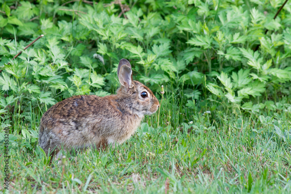 Fototapeta premium Cottontail Rabbit