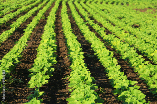 field of young green sunflower plants