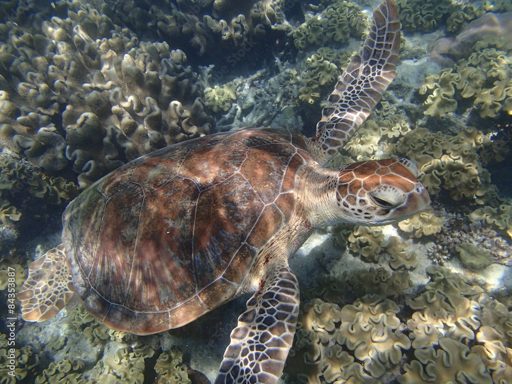 Obraz premium ウミガメ