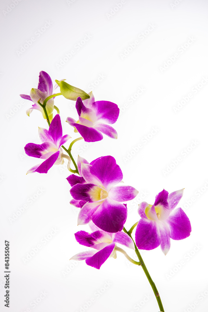 vanda orchid on white background vanda orchid on white background