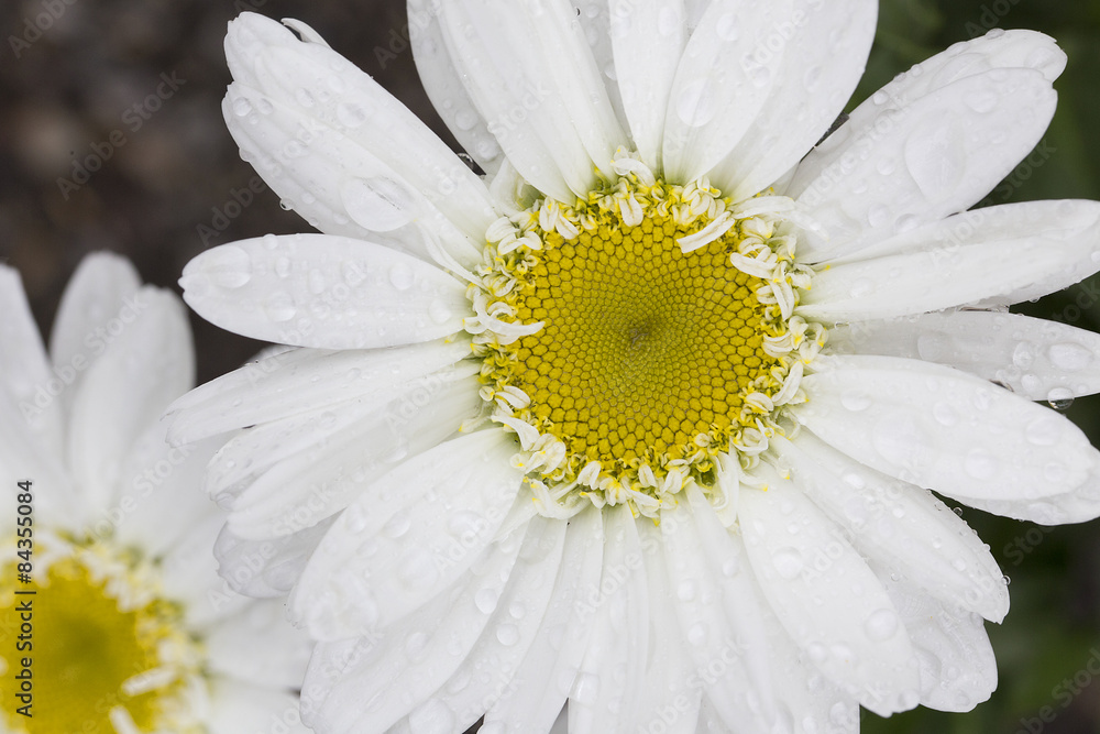 Fototapeta premium Flower - Shasta Daisy