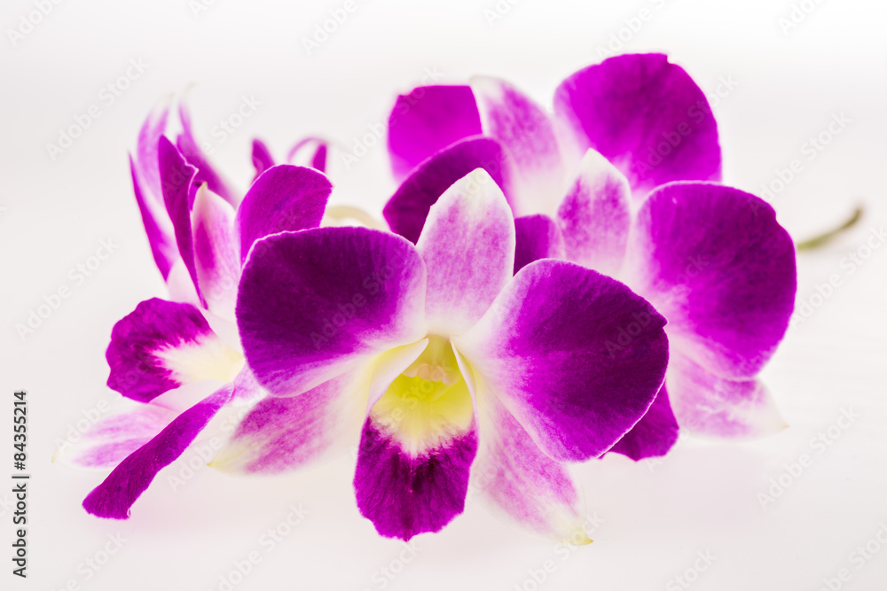 vanda orchid on white background vanda orchid on white background
