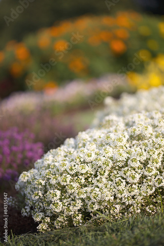 Flower - Lobularia photo