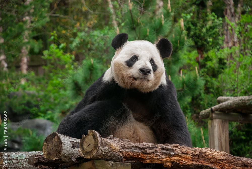 Obraz premium Panda Bear Staring Off Into Distance