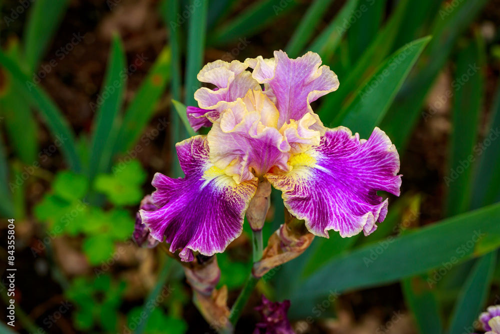 Obraz premium Bearded Iris Flower