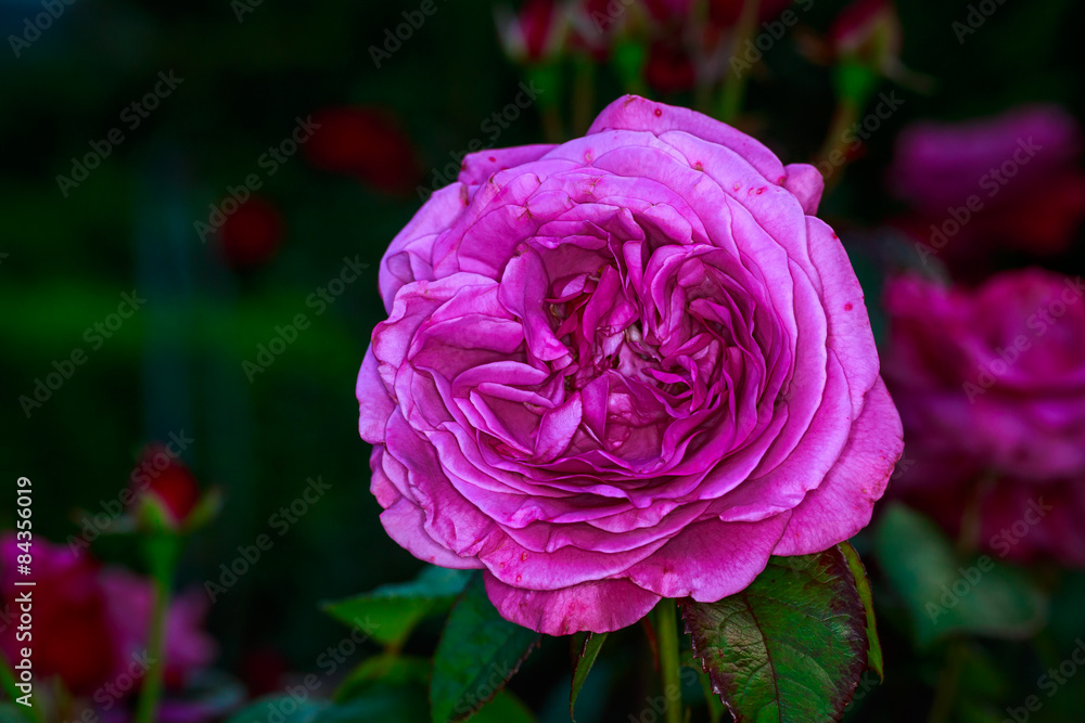 Obraz premium Beautiful Rose in Full Blossom