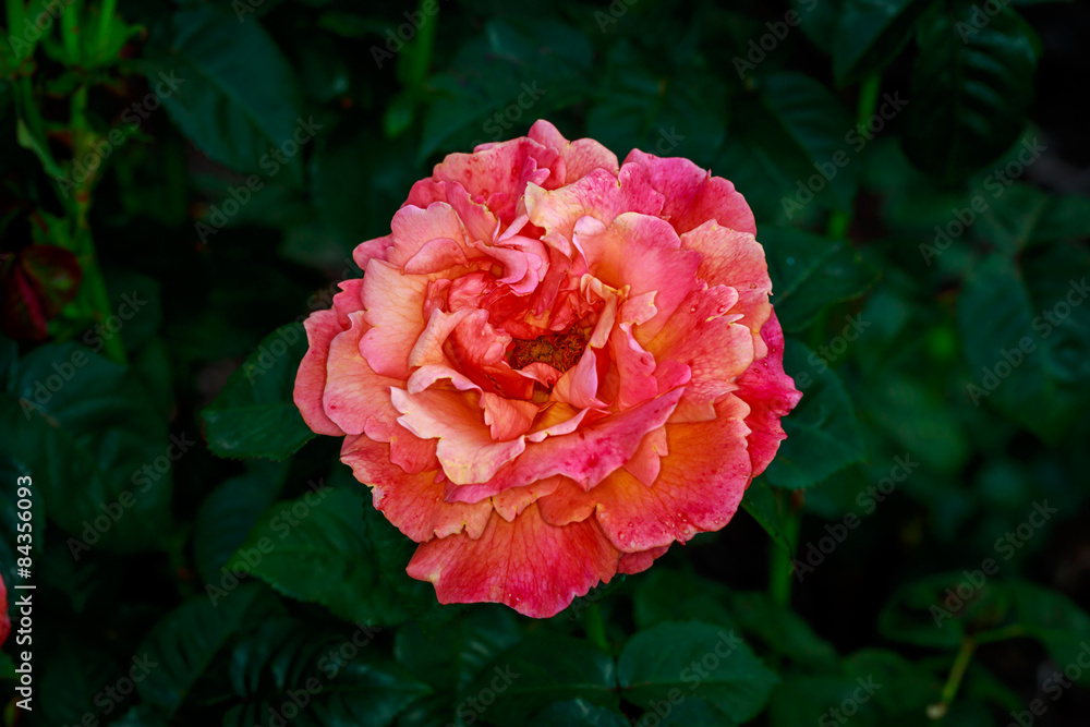 Fototapeta premium Beautiful Rose in Full Blossom
