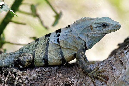 iguana at Uxmal pyramid complex