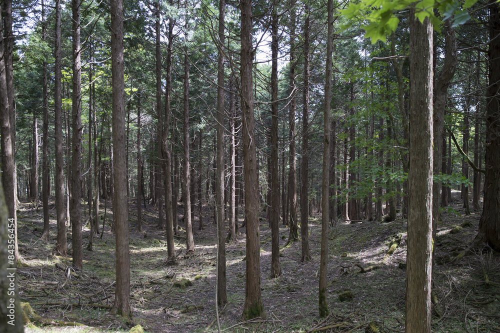Naklejka premium Artificial forest