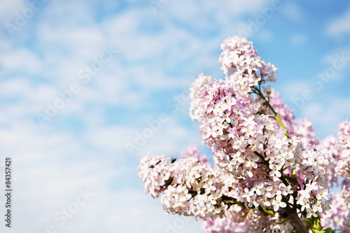 Beautiful lush flowers of lilac bush against sky