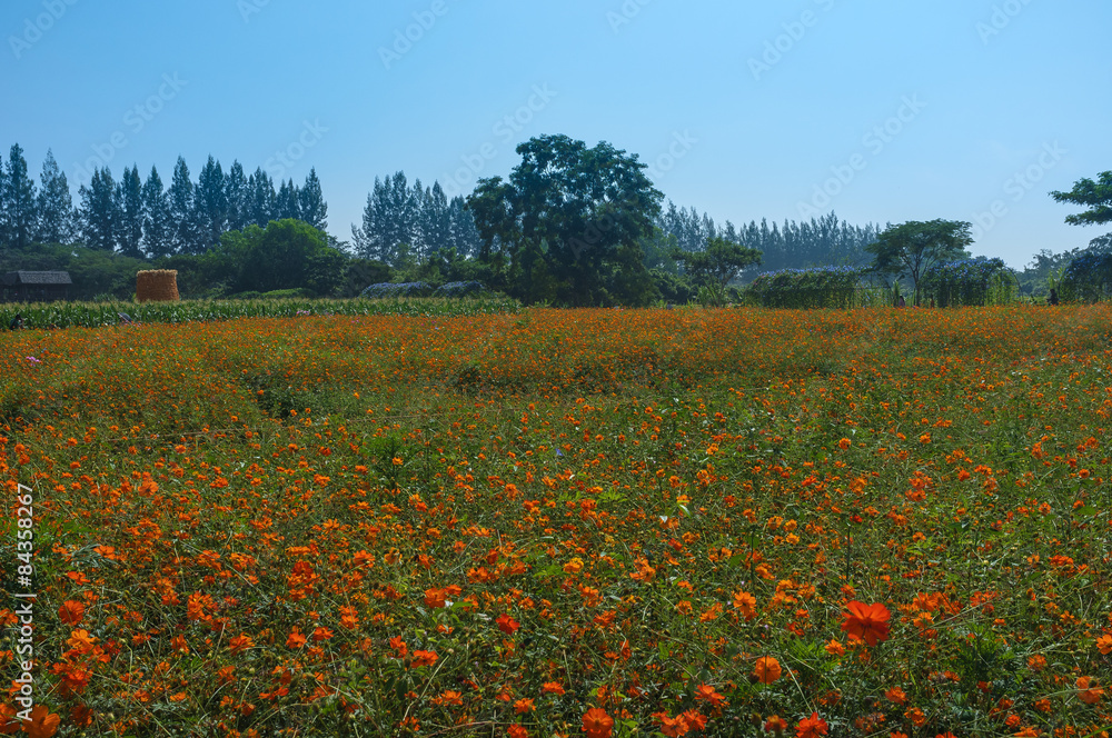 Flowers Field