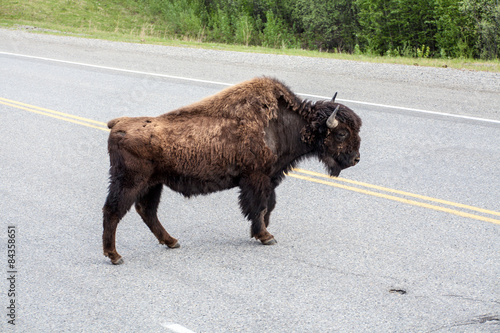 Bison Crossing Road