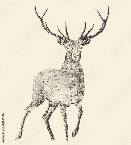 Deer Engraving, Vintage Illustration, Vector