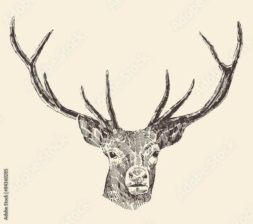 Deer Head Vintage Illustration, Hand Drawn, Vector