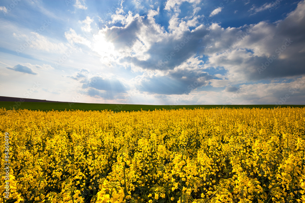 Beautiful yellow field sunny landscape