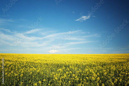 Beautiful yellow field landscape