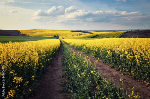Fototapeta Naklejka Na Ścianę i Meble -  Beautiful yellow field landscape